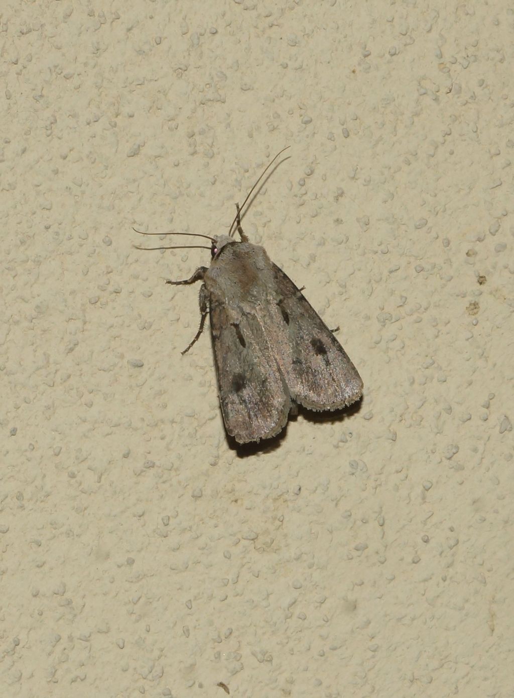 Agrotis exclamationis - Noctuidae