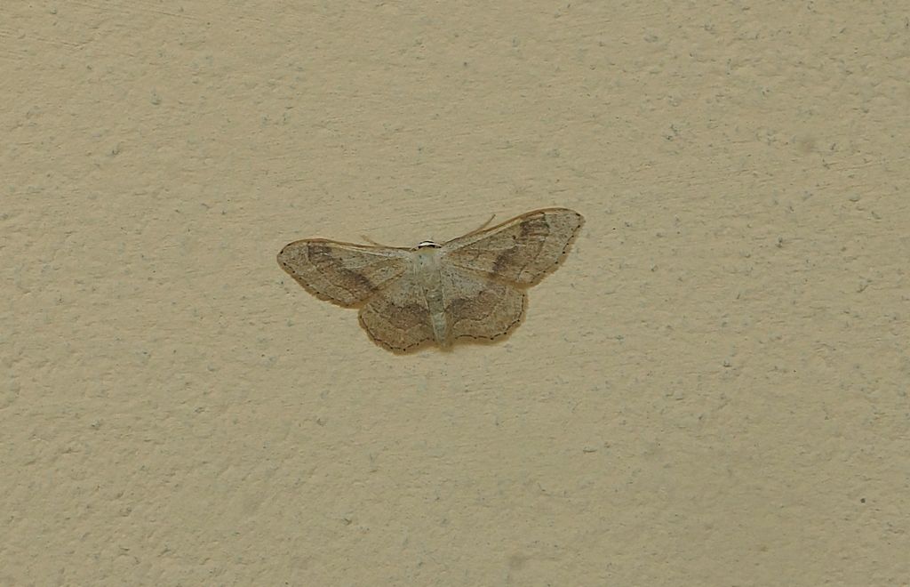 Idea aversata - Geometridae