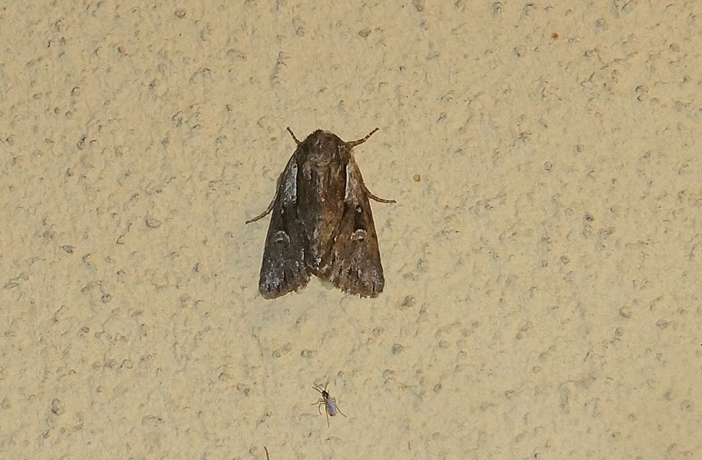 Chloantha hyperici  - Noctuidae