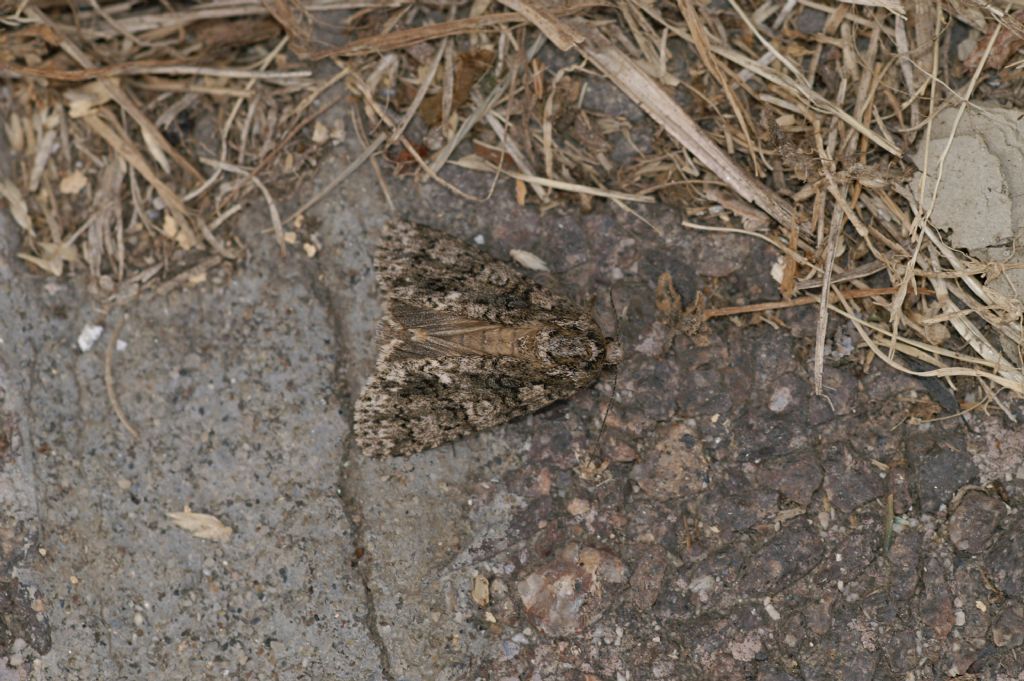 falena da id - Acronicta rumicis