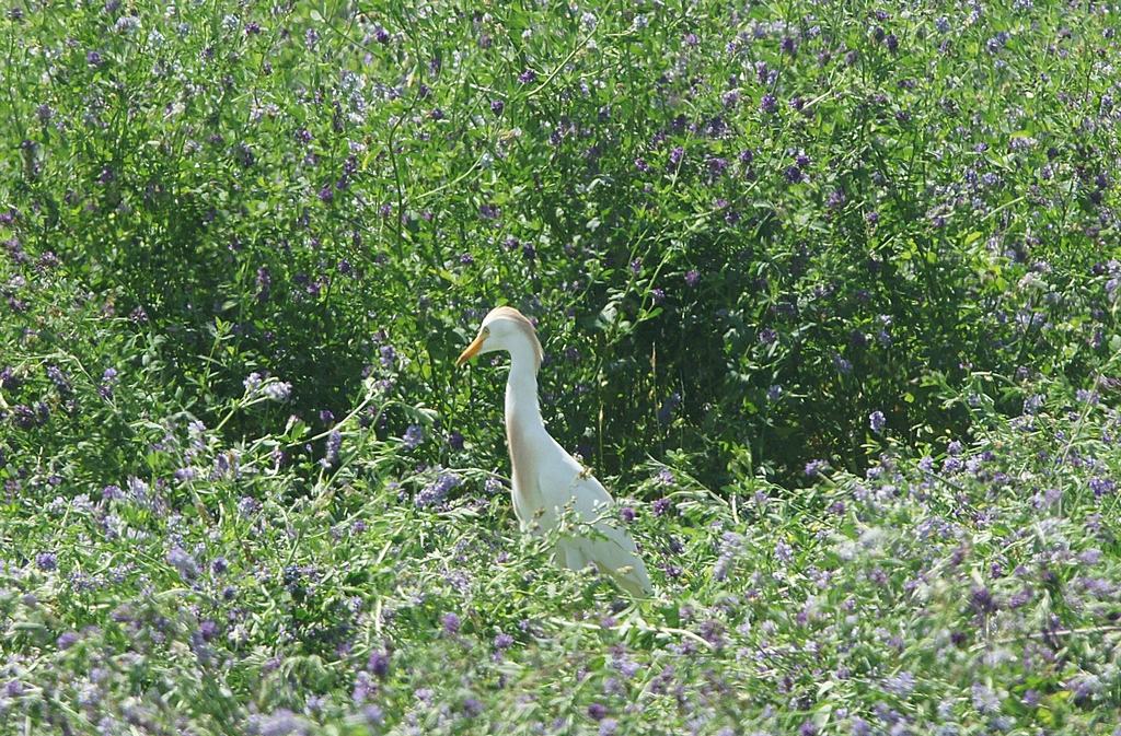 Airone guardabuoi (Bubulcus ibis)