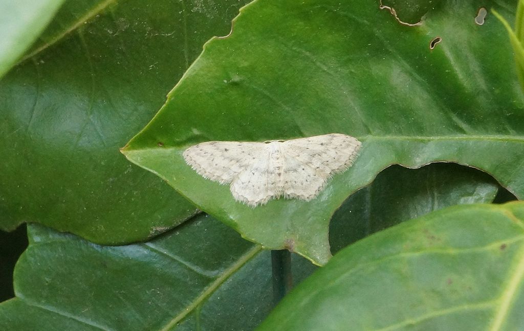 Geometridae:  Idaea seriata da confermare