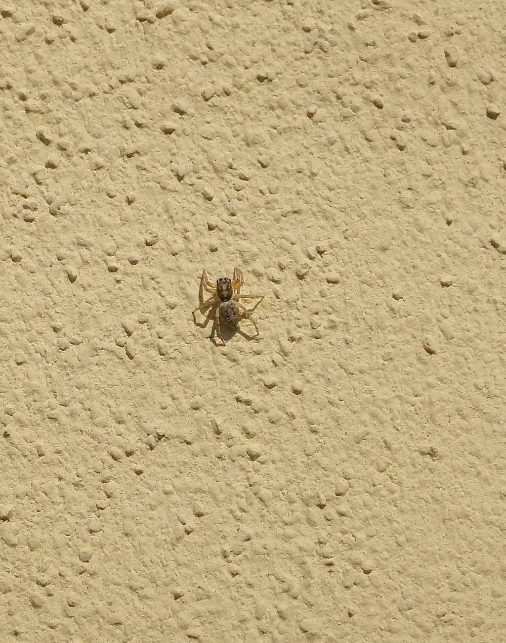 salticidae?