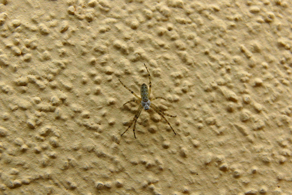 Giovane Argiope bruennichi - Ostiglia (MN)