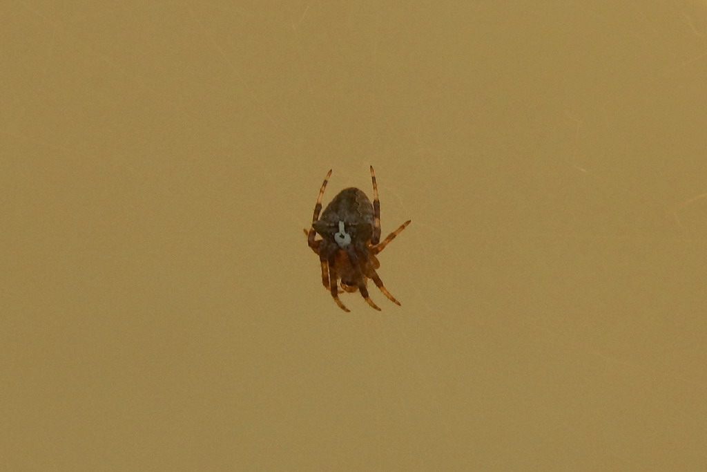 Araneus circe/angulatus - Ostiglia (MN)