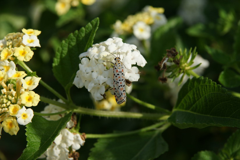 ID - Utetheisa pulchella