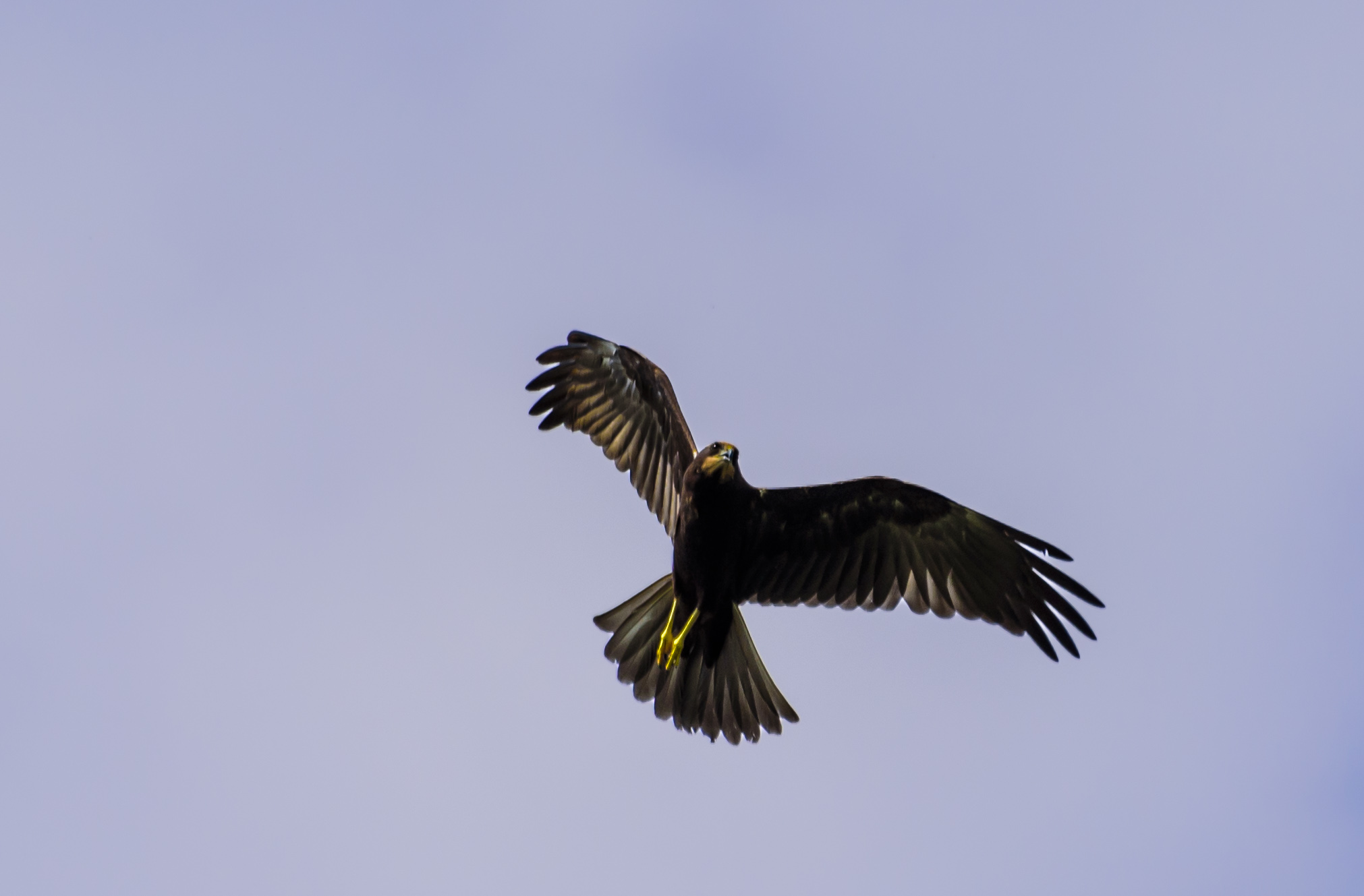 identificazione rapace