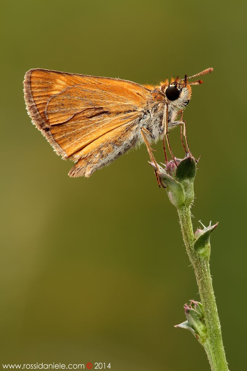 Thymelicus acteon (Hesperiidae)