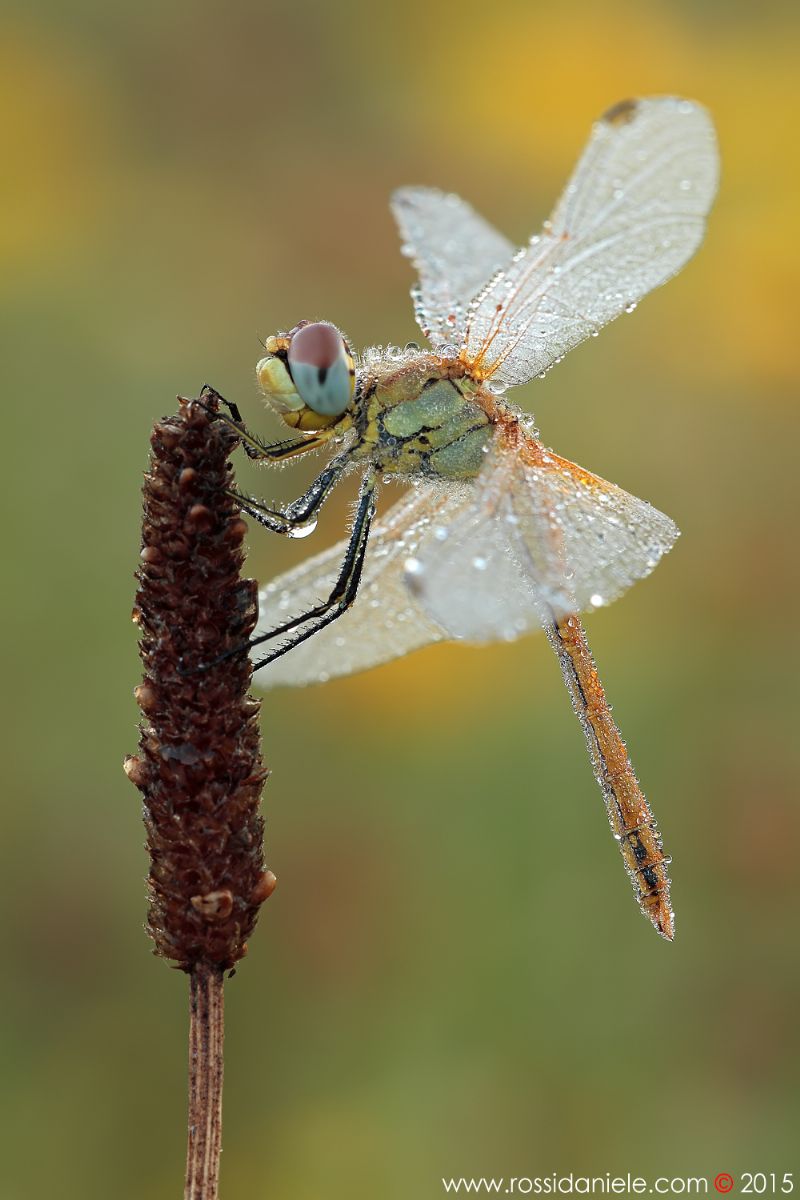 Libellula da identificare - I