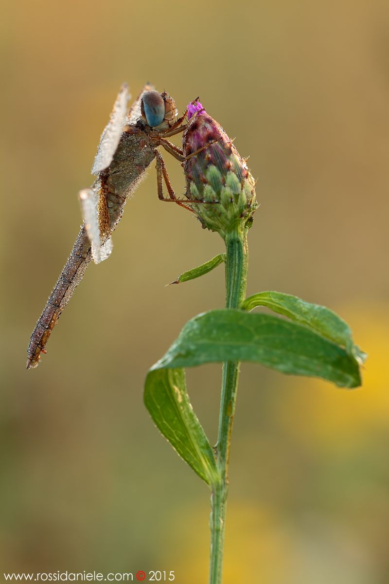 Libellula da identificare - II