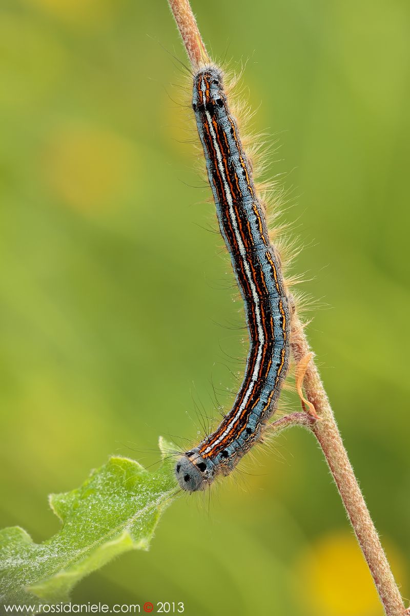 Malacosoma neustria (Linnaeus, 1758)