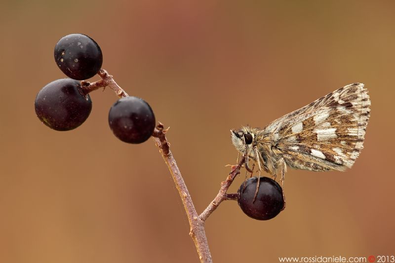 Hesperiidae da id