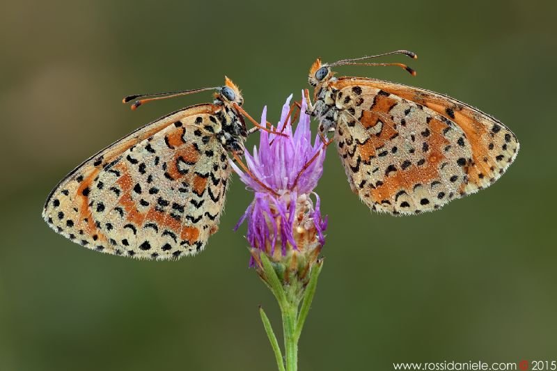 Melitaea da identificare - II - Melitaea didyma