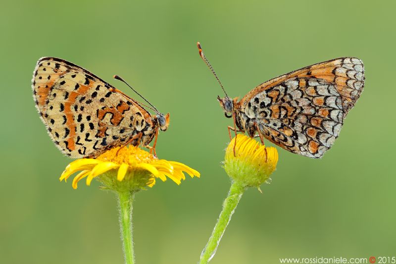 Melitaea da identificare - III - M. didyma e M. phoebe