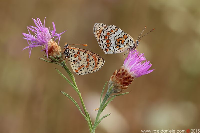 Melitaea da identificare - I - M. didyma e M. phoebe