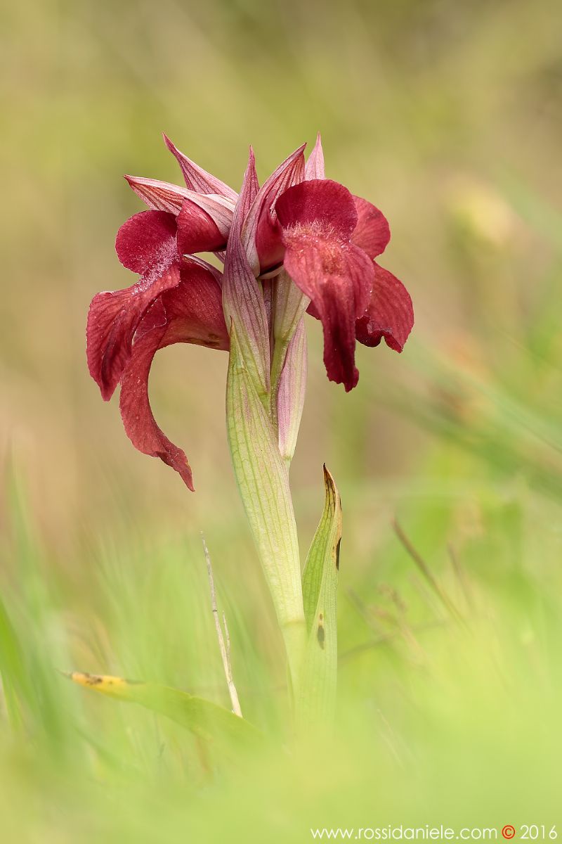 Serapias neglecta