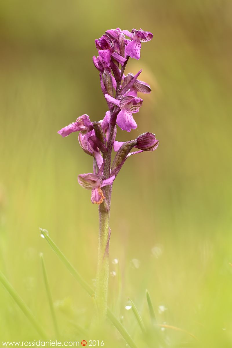 Anacamptis morio