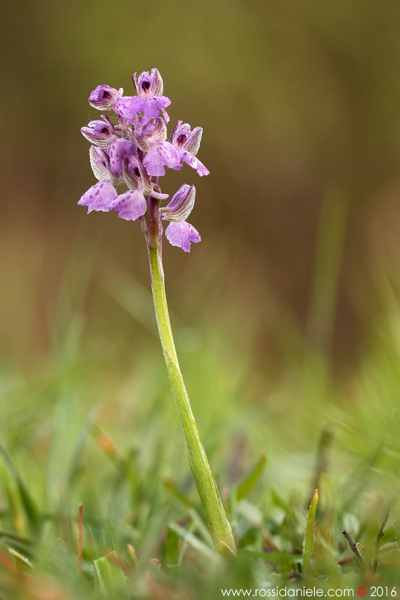 Anacamptis morio