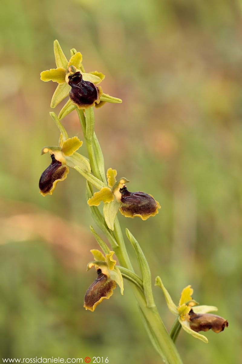 Ophrys sphegodes