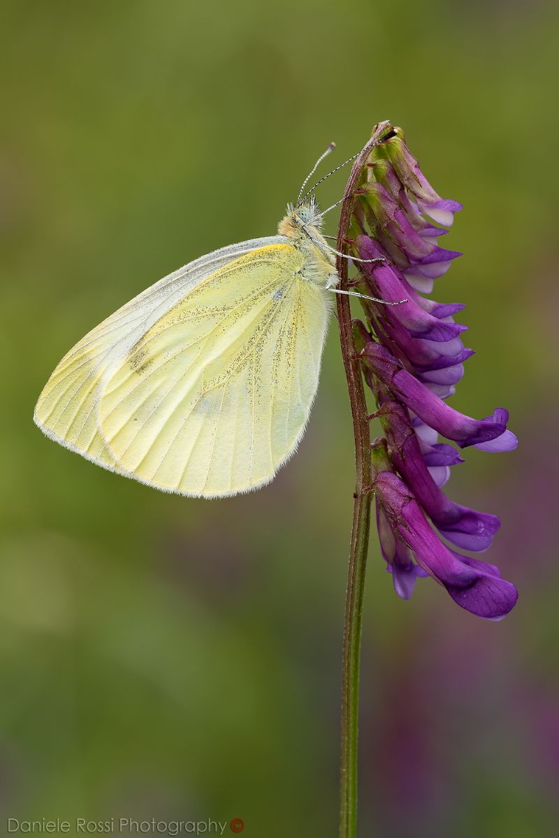 Pieris napi, Pieridae