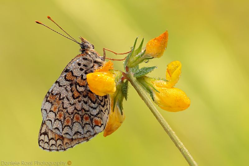 Melitaea phoebe? S