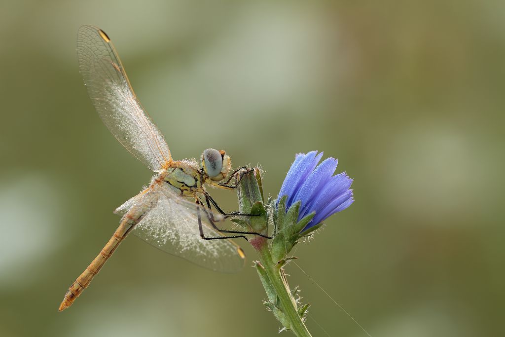 Sympetrum fonscolombii,  maschio immaturo