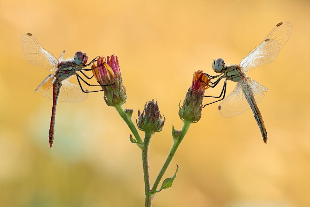 Sympetrum fonscolombii