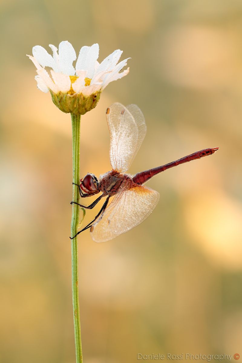 Sympetrum fonscolombii