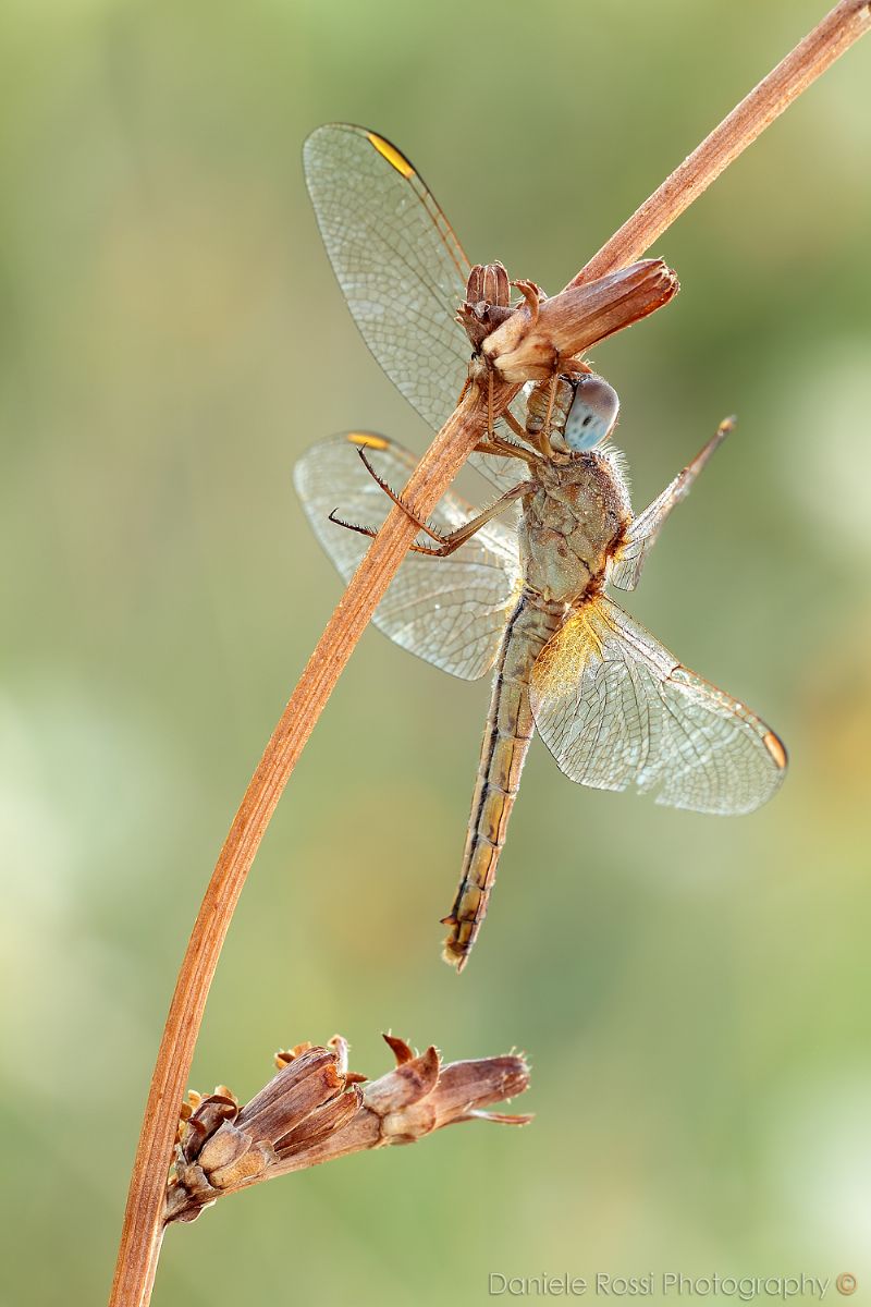 Da identificare: Crocothemis erythraea