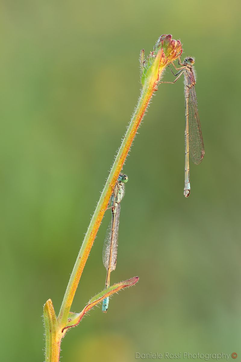 Ischnura elegans, femmina e maschio