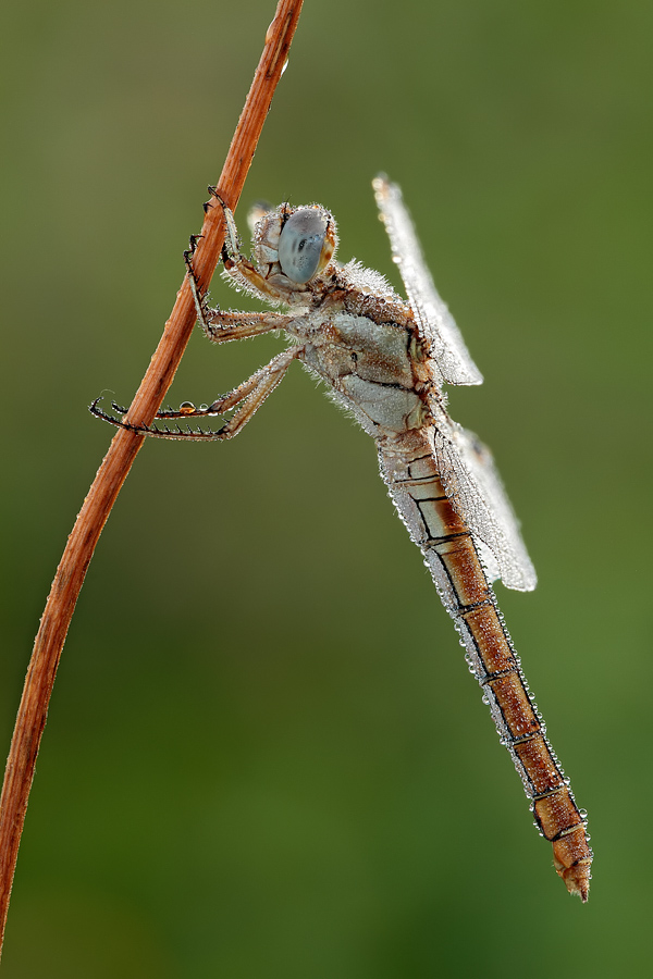 Crocothemis erythraea? - No, Orthetrum brunneum