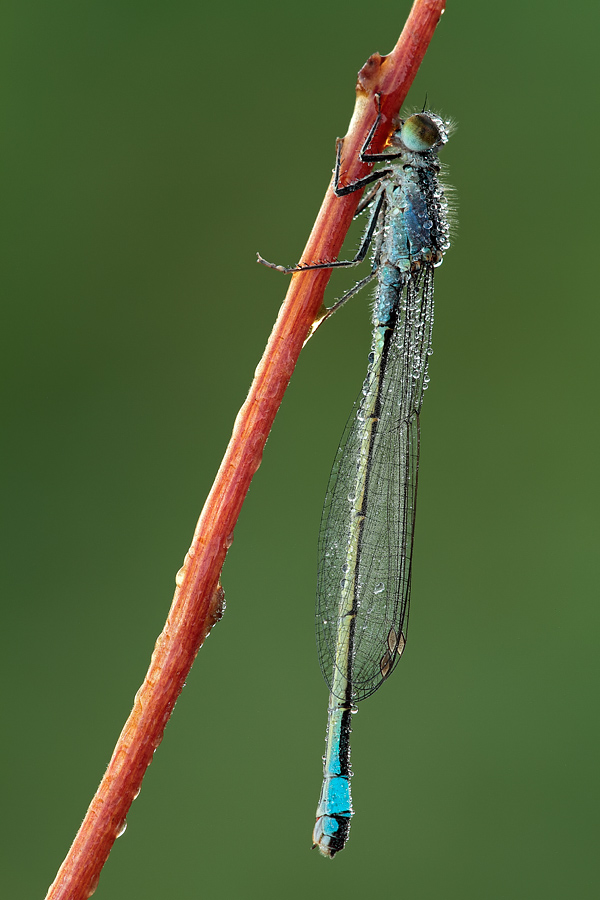 Ischnura elegans??