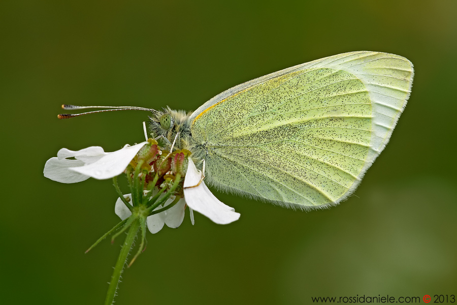 Pieris 2013 da ID