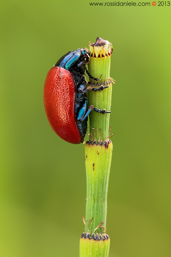 Chrysolina grossa