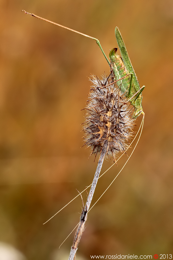 Tettigonia? No. Tylopsis lilifolia