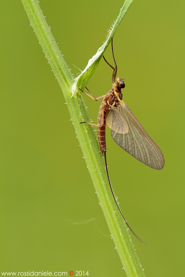 Rhithrogena sp. colline pistoiesi