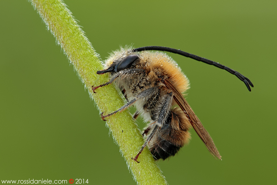 Maschio di Eucera sp.