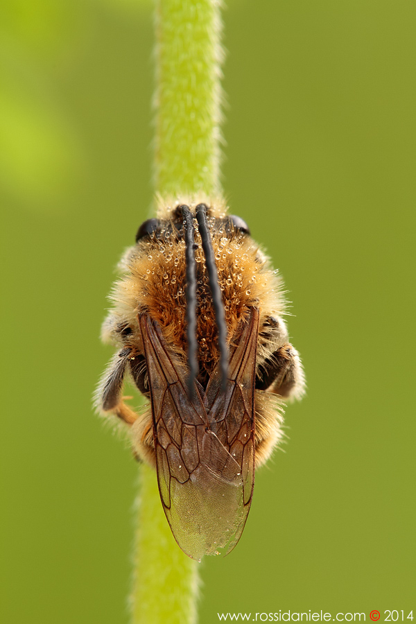 Maschio di Eucera sp.