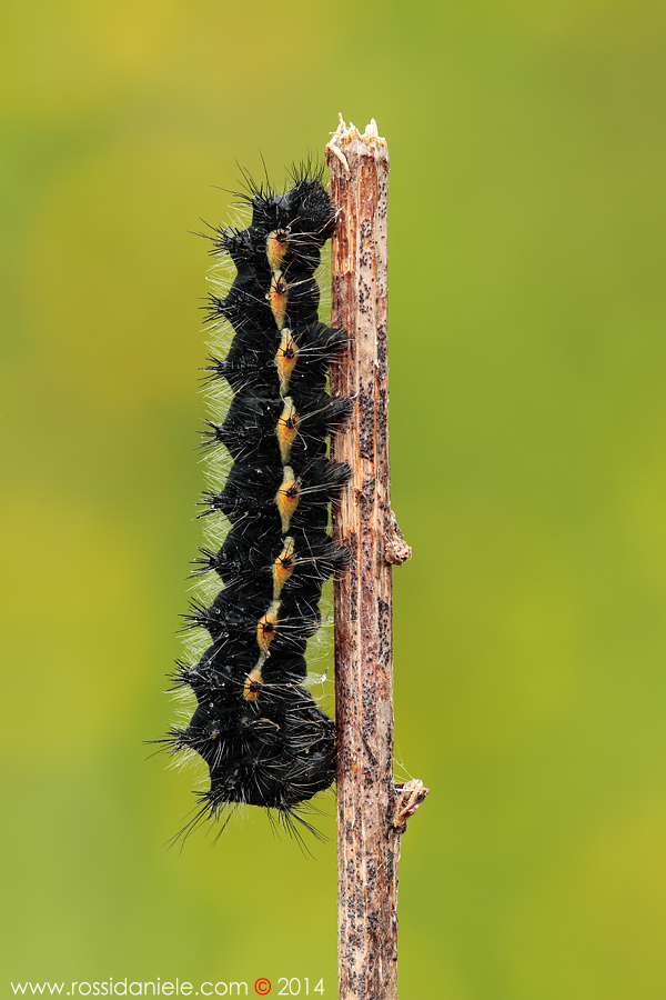 Bruco da ID - I - Saturnia (Eudia) pavoniella