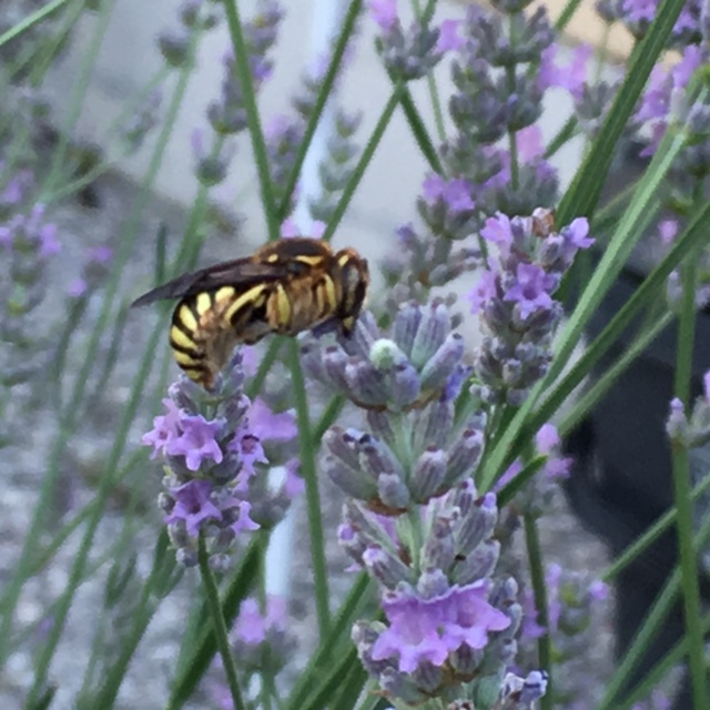 Anthidium sp., Apidae