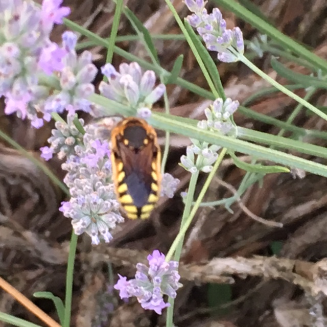 Anthidium sp., Apidae