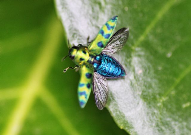 Lamprodila (Palmar) festiva, Buprestidae