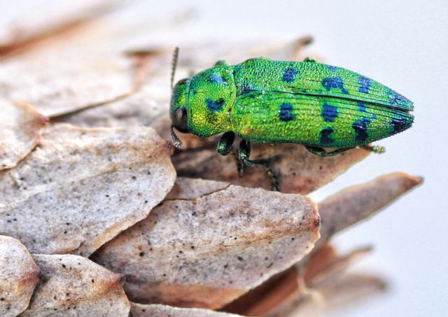 Lamprodila (Palmar) festiva, Buprestidae