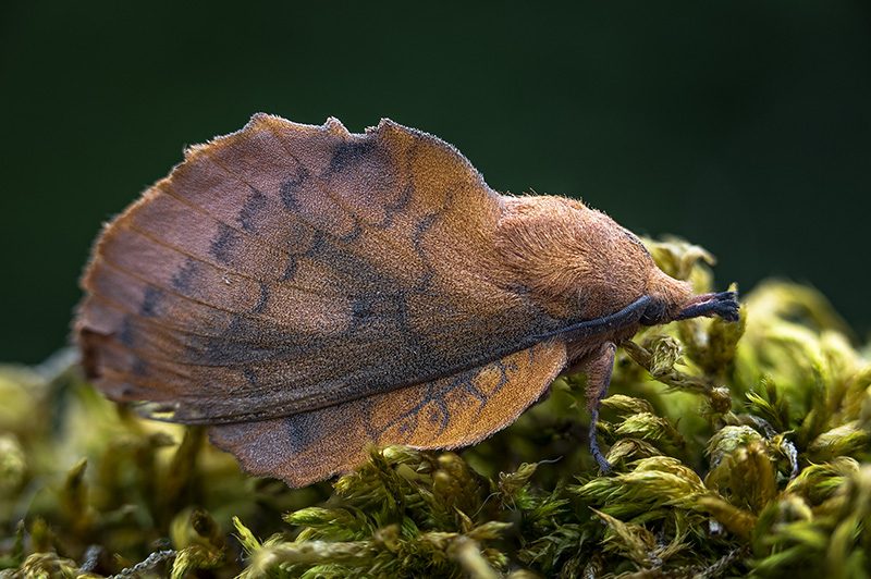 Gastropacha quercifolia