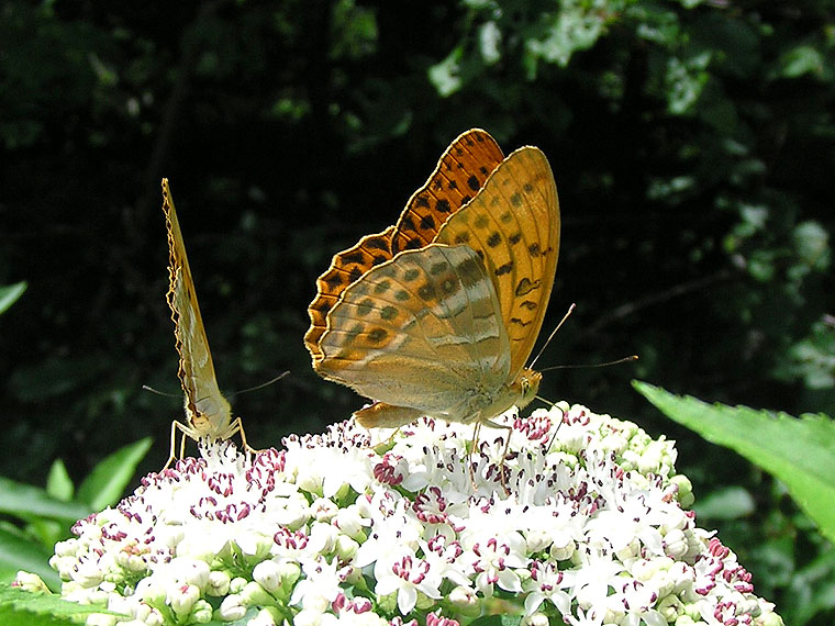 riconoscimento lepidottero a volo diurno - Argynnis (Argynnis) paphia, Nymphalidae