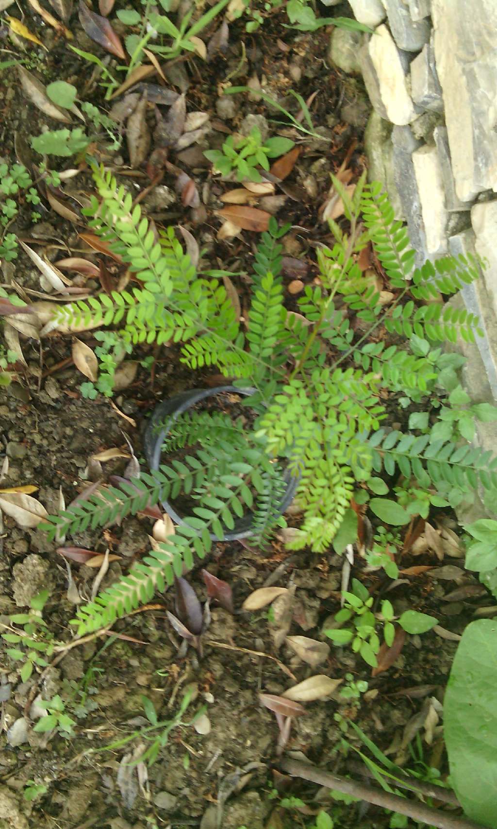 Fabaceae: cfr. Gleditsia tricanthos