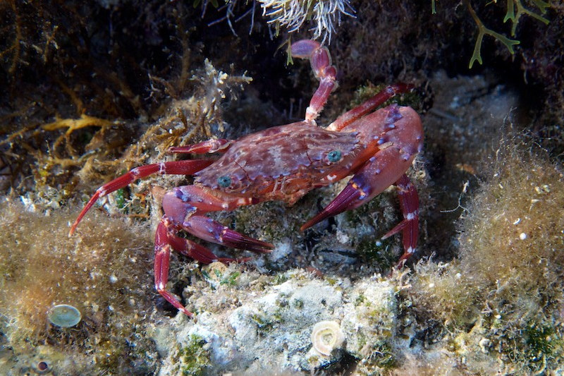 ID for Brachyura from Cyprus please