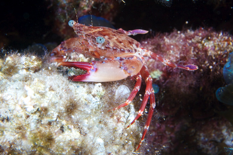 ID for Brachyura from Cyprus please