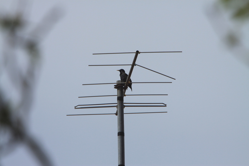 Aiuto identificazione storno:  Storno comune / Sturnus vulgaris