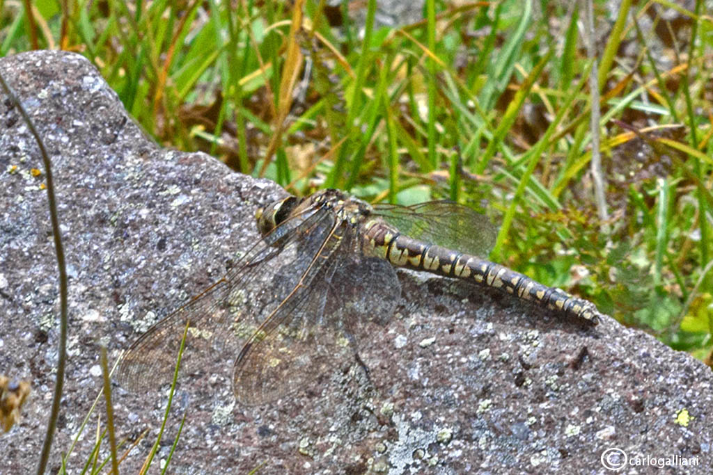 Aeshna caerulea + identificazione